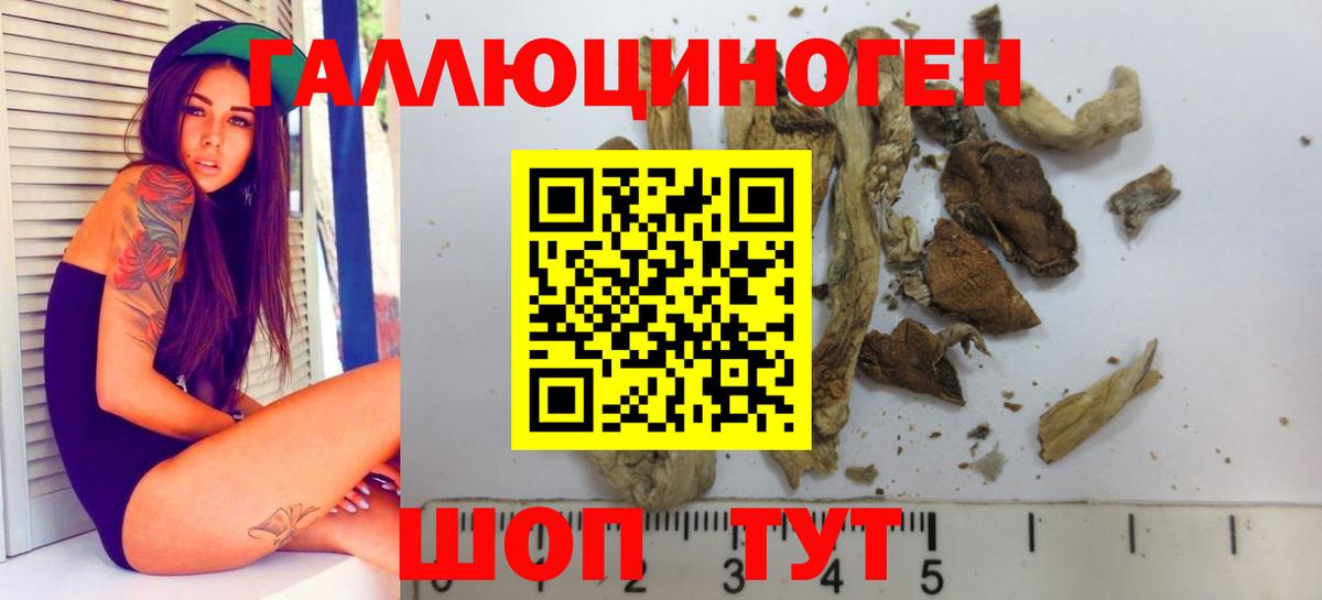 Галлюциногенные грибы Psilocybe Красный Сулин